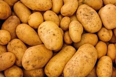 Фермеры предрекают подорожание картофеля