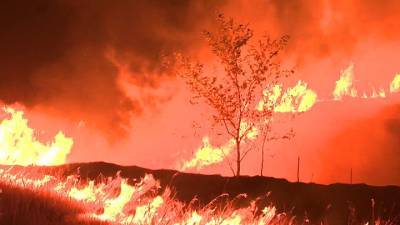 За сутки в России потушили 22 лесных пожара