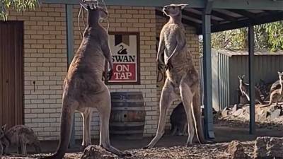 Драка самцов кенгуру попала на видео