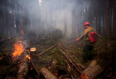 За сутки в России потушили 22 природных пожара