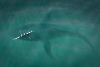 Ученых озадачили “организованные” атаки косаток на лодки у берегов Испании