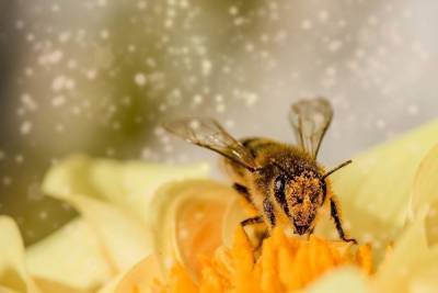 В Тульской области фермер оставил пчел без воды