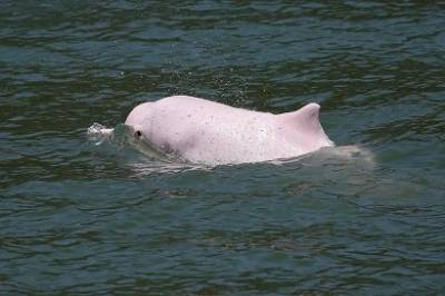 В воды Гонконга вернулись редкие горбатые дельфины после увеличения случаев заражения коронавирусом