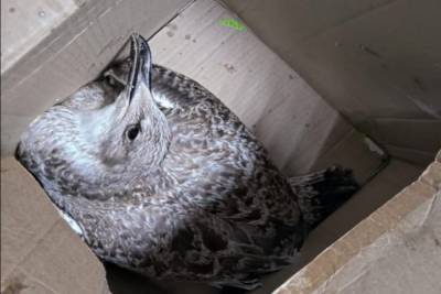 В Петербурге волонтеры спасли чайку и очистили территорию Смоленки от мусора