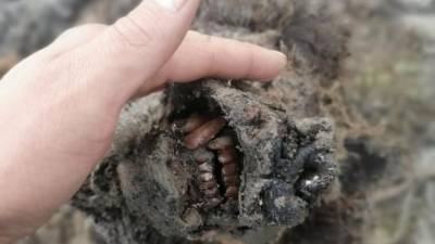В Якутии нашли мумию пещерного медведя