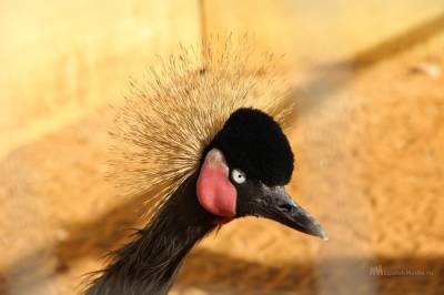 Самых красивых птиц зоопарка предлагают выбрать липчанам