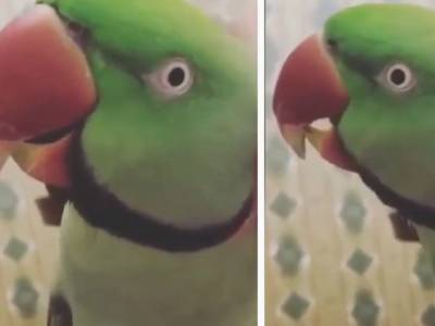 «Прелесть какая»: попугай покорил соцсети песней из «Красной шапочки»