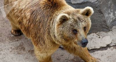 Редкое зрелище: бурый медведь попал в видеоловушку в Сюнике