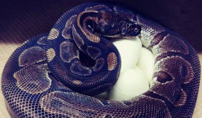 Загадка природы: самая старая змея, 20 лет не знавшая самца, принесла потомство