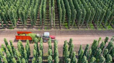 ФОТОФАКТ: В Германии собирают урожай хмеля