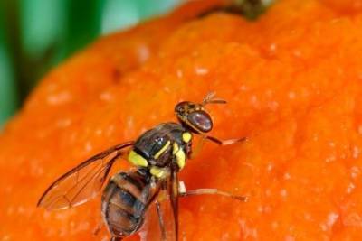Тонну манго не пустили в Забайкалье из-за фруктовой мухи