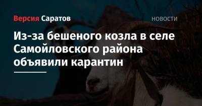 Из-за бешеного козла в селе Самойловского района объявили карантин