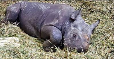 В зоопарке Цинциннати появился на свет детеныш редкого носорога.