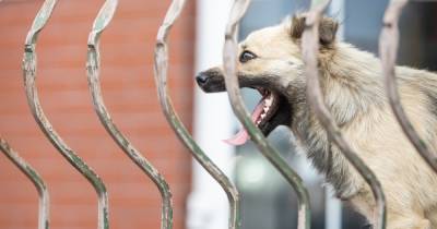 В Калининграде собака покусала двоих школьников на уроке физкультуры