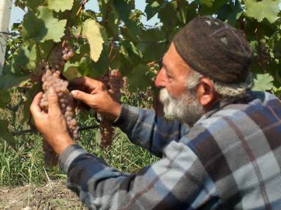 Ртвели в разгаре: в Кахетии сдают урожай винограда