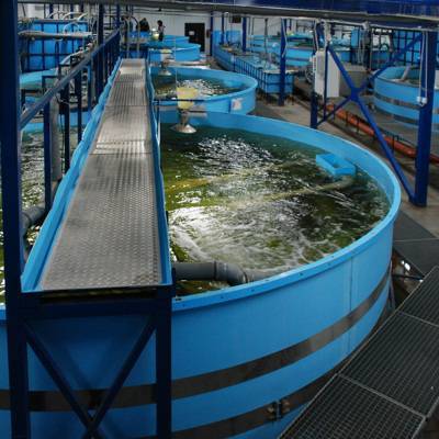 Мнение эксперта: выращивание рыбы на заводах предпочтительнее выпуску ее в водоемы Таймыра