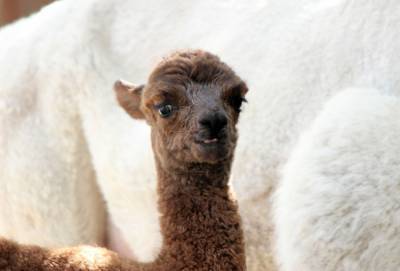 Малыш альпака родился в нижегородском зоопарке