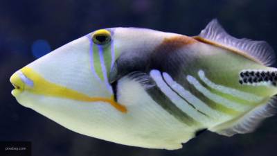 Ученые США обнаружили новые виды сухопутных рыб