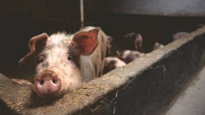 Россельхознадзор запретил продажу ветпрепарата для свиней