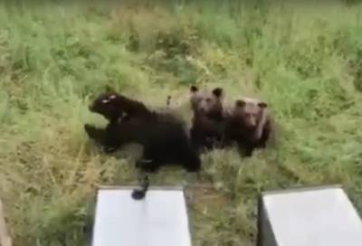 Медвежата Боня, Балу и Буян вернулись в Ленобласть