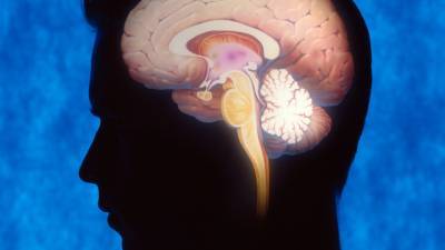 Обнаружена область мозга, отвечающая за сексуальное влечение у мужчин
