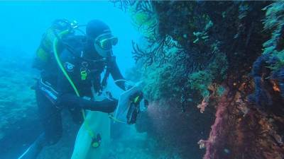 Морские тепловые волны уничтожают подводную жизнь