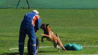 Доверие хозяину и ловкость – в Крыму состязались собаки со всей России