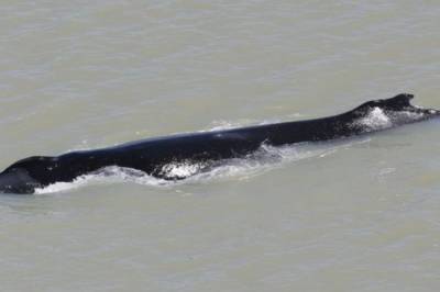 В Австралии спасают кита, который заплыл в реку с крупнейшими в мире крокодилами