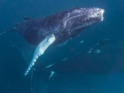 Горбатый кит случайно заплыл в реку, кишащую аллигаторами