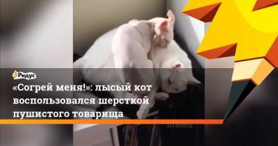 «Согрей меня!»: лысый кот воспользовался шерсткой пушистого товарища