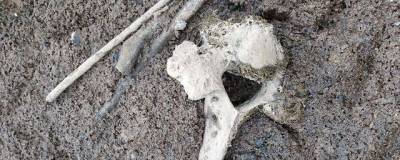 На реке Кырыкмас Удмуртские школьники нашли останки древних животных