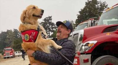 Кому обнимашки? Ретривер помогает пожарным снимать стресс после тяжелой работы