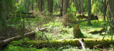 Прокуратура заставила должника выплатить более двух миллионов за пользование лесом в Карелии