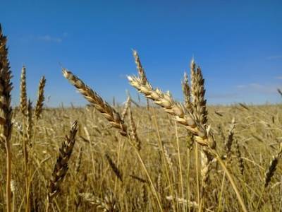 Башкирия выставит на продажу больше миллиона тонн лишнего зерна