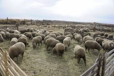 Забайкальские овцеводы пострадали из-за закрытия магазинов во время пандемии
