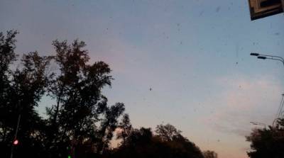 Город в России атаковали полчища насекомых - видео
