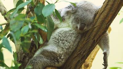 В венском зоопарке впервые родился детеныш коалы.