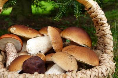 Токсический вред: миколог объяснил, в чем опасность съедобных грибов