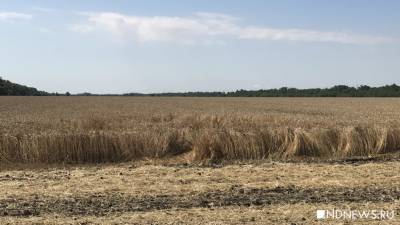 Цены на российскую пшеницу взлетели до рекордного уровня