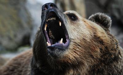 CNN (США): в России нашли идеально сохранившегося пещерного медведя ледникового периода