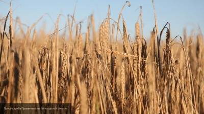 Экспортная цена на пшеницу из России стала рекордной в этом сезоне