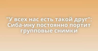 "У всех нас есть такой друг": Сиба-ину постоянно портит групповые снимки