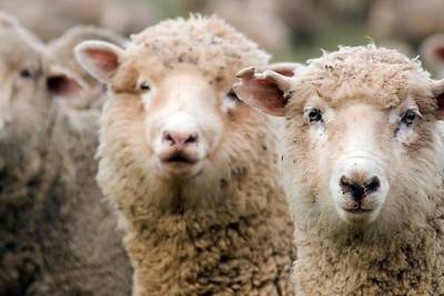 Минсельхоз края: Миллион овец для Забайкалья — раз плюнуть