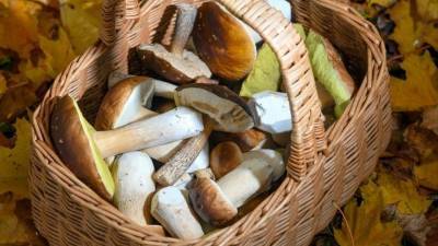 Опасность внутри: какие съедобные грибы нельзя собирать