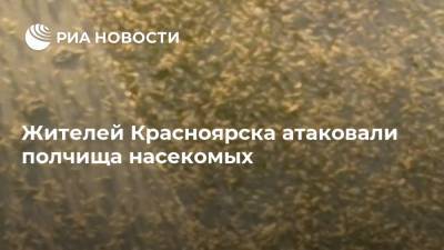 Жителей Красноярска атаковали полчища насекомых
