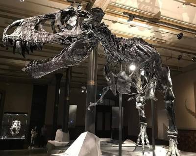Вечно спящие из Ляонина: В Китае обнаружили останки погребенных заживо динозавров
