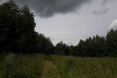 Волонтеры рассказали, как искали в Тверской области «идеального потеряшку»
