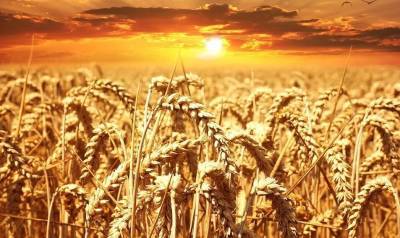 Немецкий Agrarheute объяснил неожиданный рост цен на российское зерно