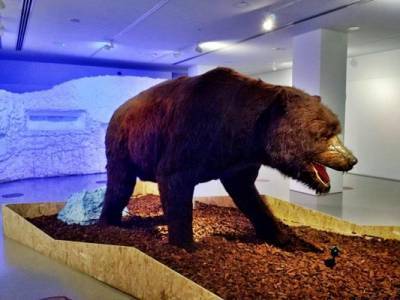 В России нашли идеально сохранившегося медведя ледникового периода