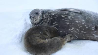 На украинской полярной станции "Академик Вернадский" родился первый тюлень